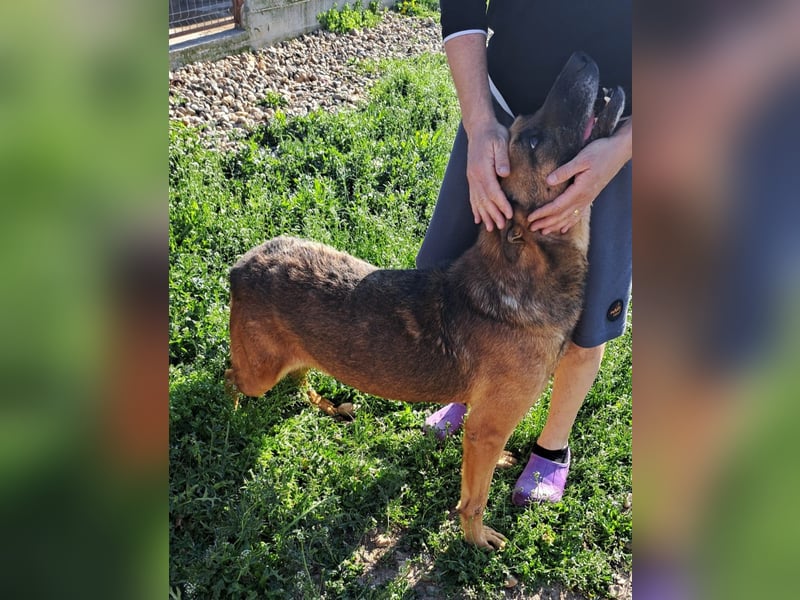 Traumhund sucht Traumzuhause