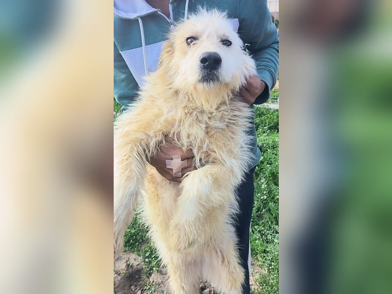 VIAȚĂ - sucht ihren Platz für's Leben ...