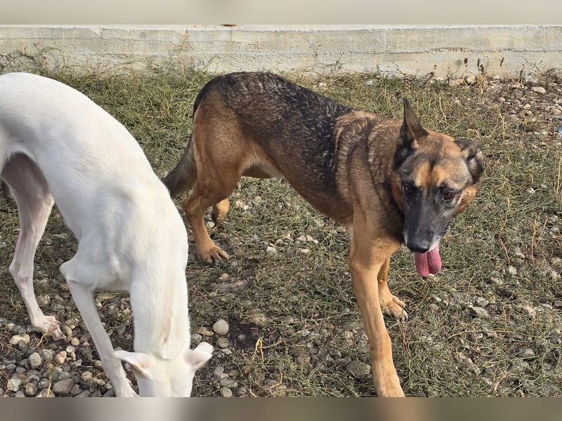 Traumhund sucht Traumzuhause