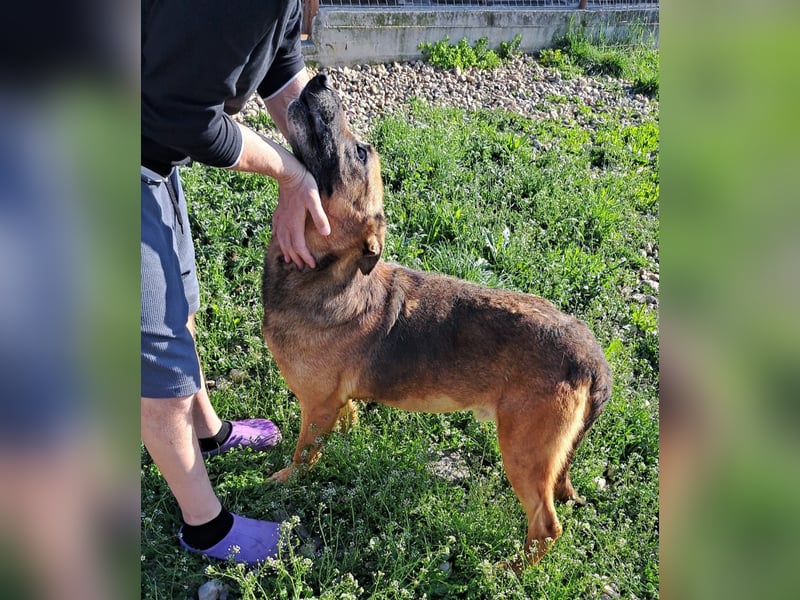 Traumhund sucht Traumzuhause