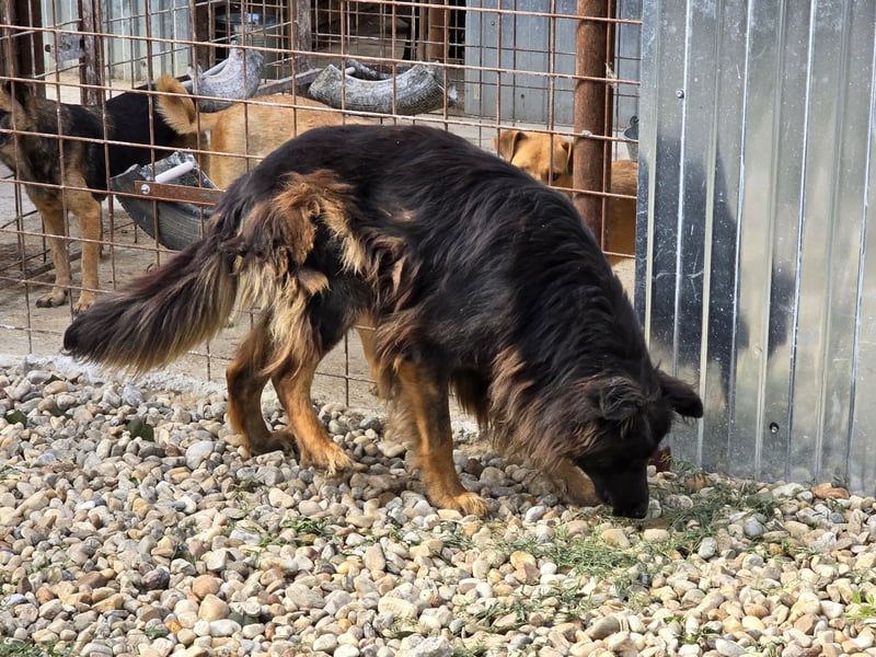 CAIUS - großer Hund, großes Herz