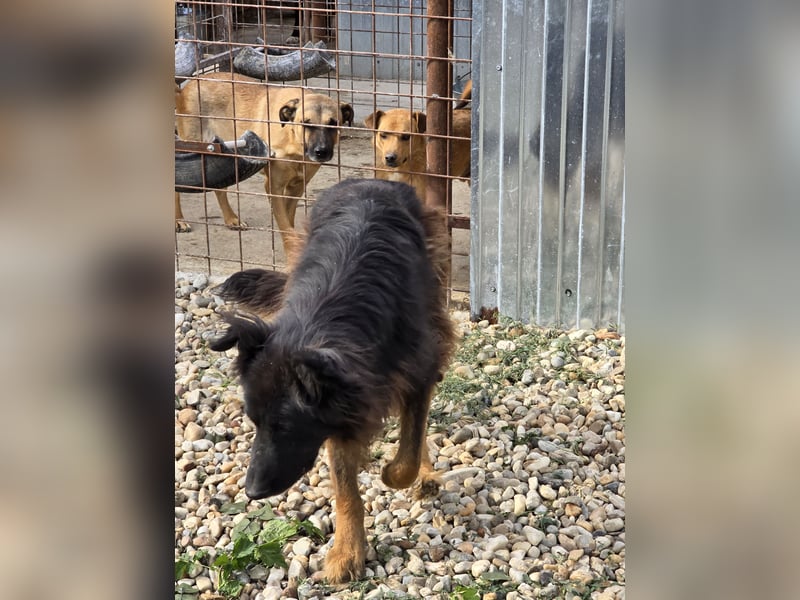 CAIUS - großer Hund, großes Herz