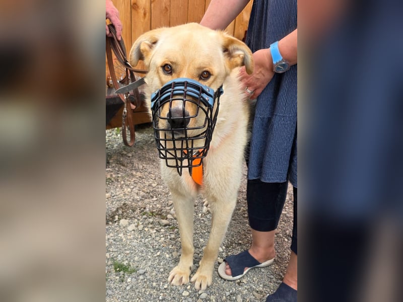 Großer Hund, großes Herz - Arturo sucht sein " für-immer-Zuhause"