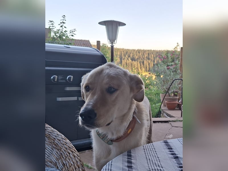 Großer Hund, großes Herz - Arturo sucht sein " für-immer-Zuhause"