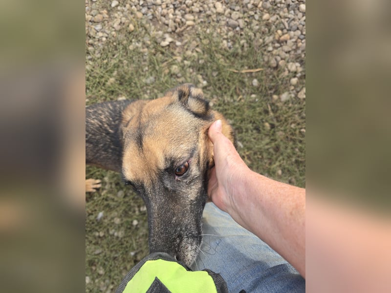 Traumhund sucht Traumzuhause