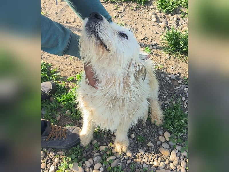 VIAȚĂ - sucht ihren Platz für's Leben ...