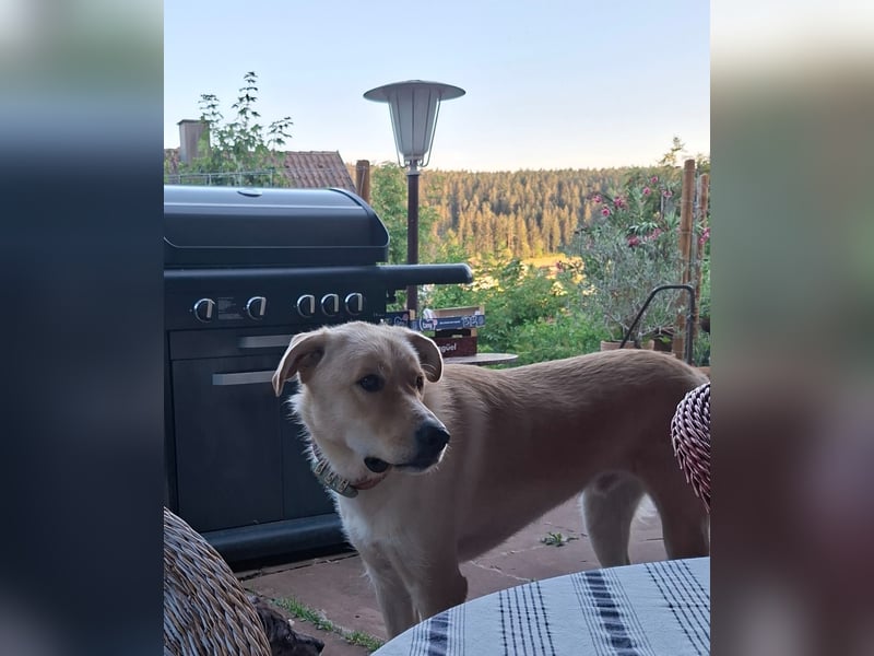 Großer Hund, großes Herz - Arturo sucht sein " für-immer-Zuhause"