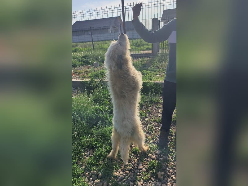 VIAȚĂ - sucht ihren Platz für's Leben ...