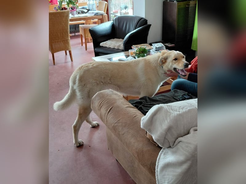 Großer Hund, großes Herz - Arturo sucht sein " für-immer-Zuhause"