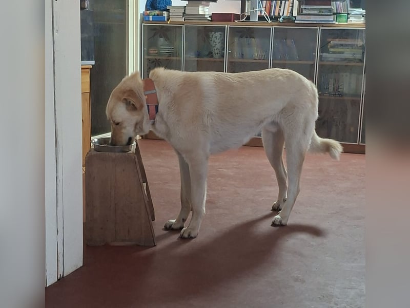 Großer Hund, großes Herz - Arturo sucht sein " für-immer-Zuhause"