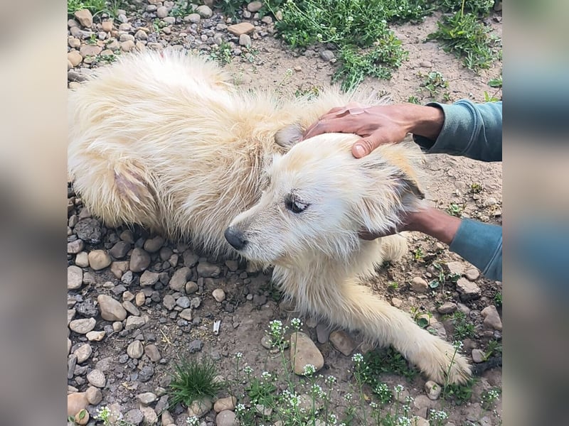 VIAȚĂ - sucht ihren Platz für's Leben ...