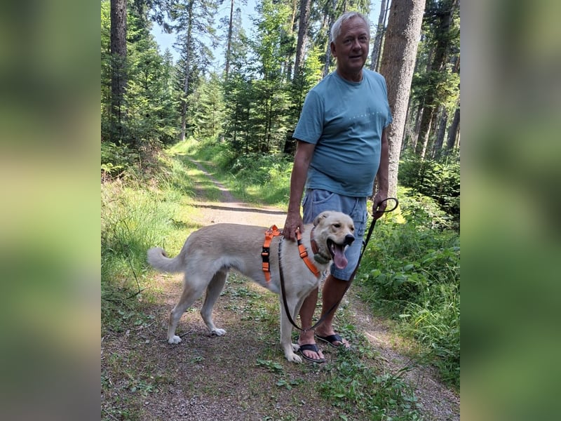 Großer Hund, großes Herz - Arturo sucht sein " für-immer-Zuhause"
