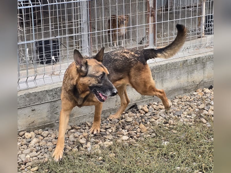 Traumhund sucht Traumzuhause