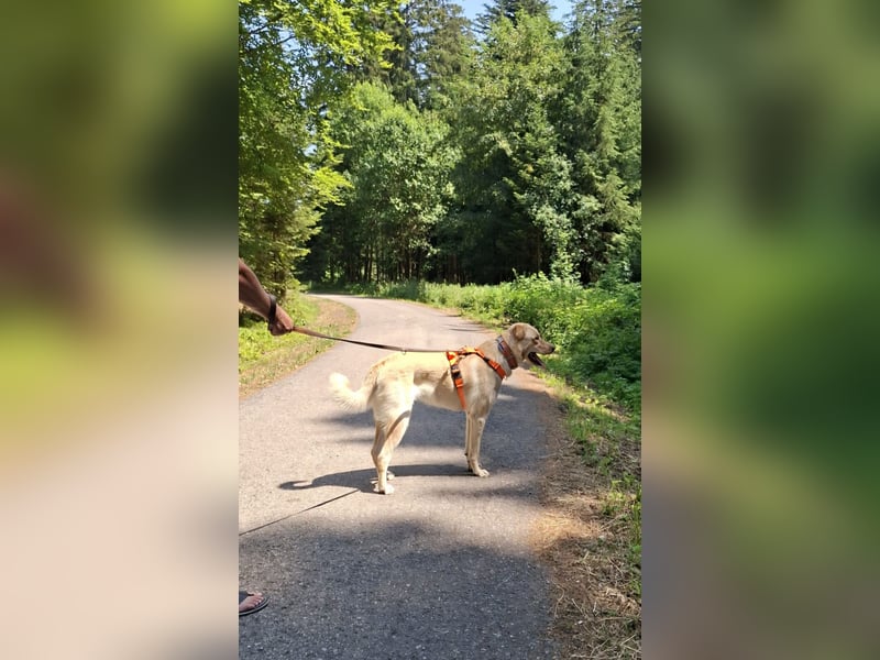 Großer Hund, großes Herz - Arturo sucht sein " für-immer-Zuhause"