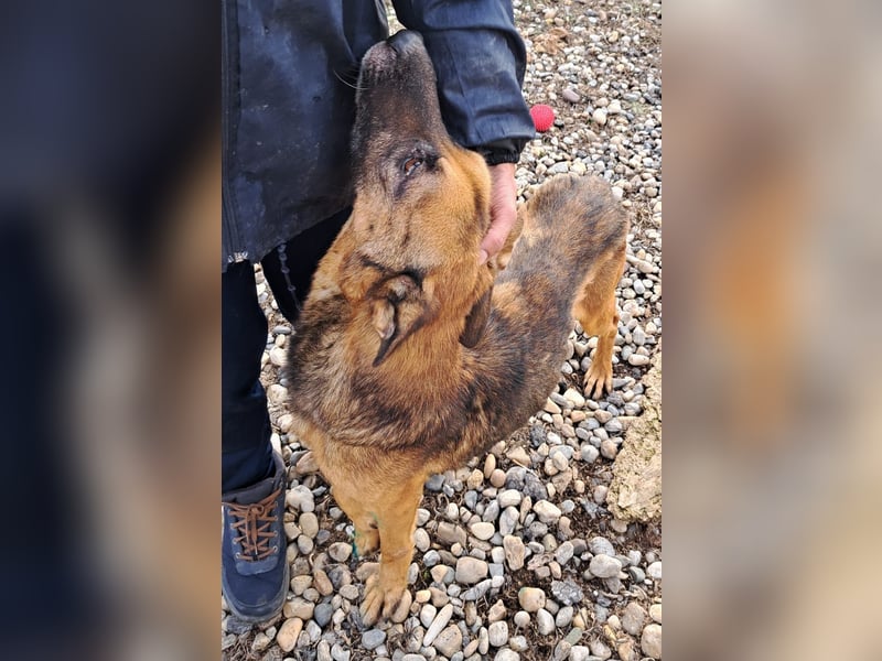 Traumhund sucht Traumzuhause