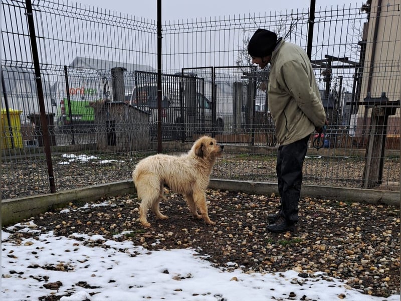 VIAȚĂ - sucht ihren Platz für's Leben ...