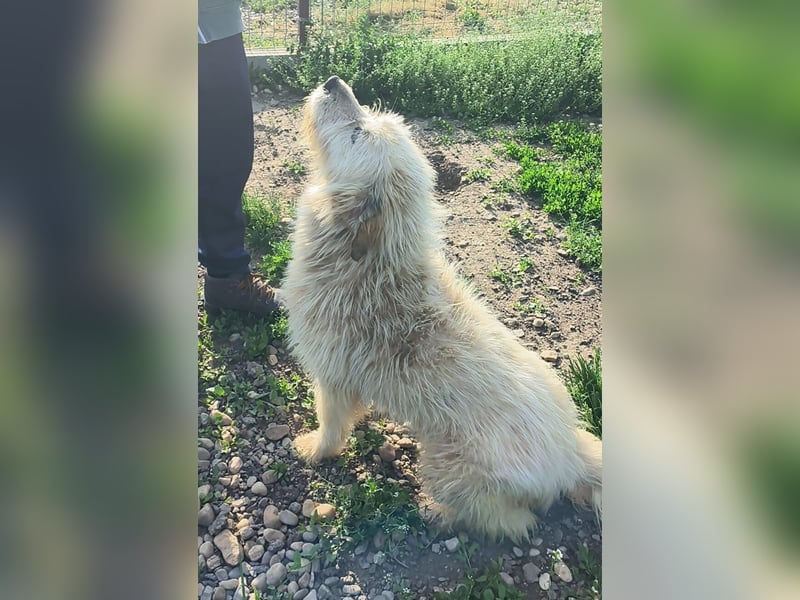 VIAȚĂ - sucht ihren Platz für's Leben ...