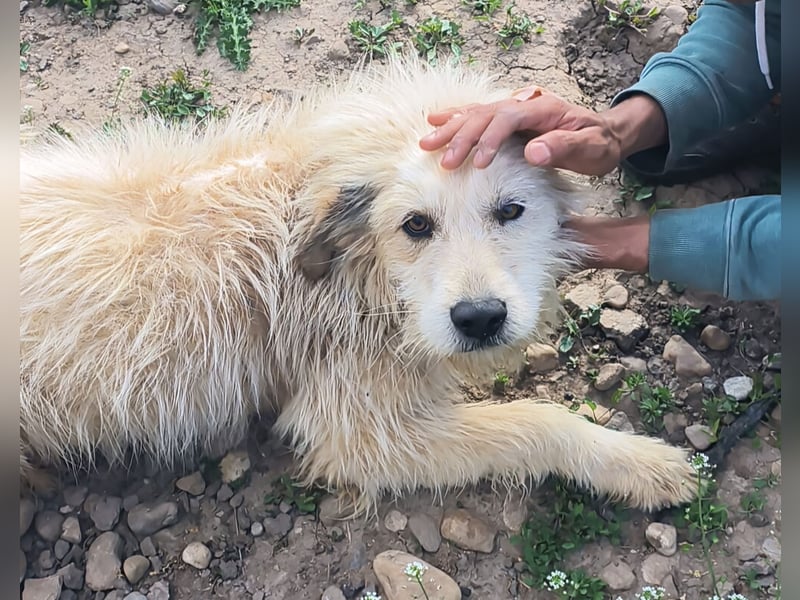 VIAȚĂ - sucht ihren Platz für's Leben ...