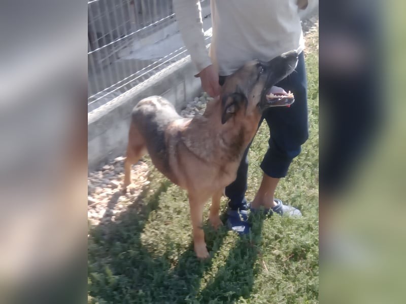Traumhund sucht Traumzuhause