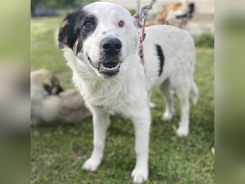 Orestes- griech. Hirtenhund-Mischling- sucht ein Zuhause