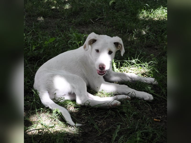 Lakis- Mischling sucht ein Zuhause / eine Pflegestelle