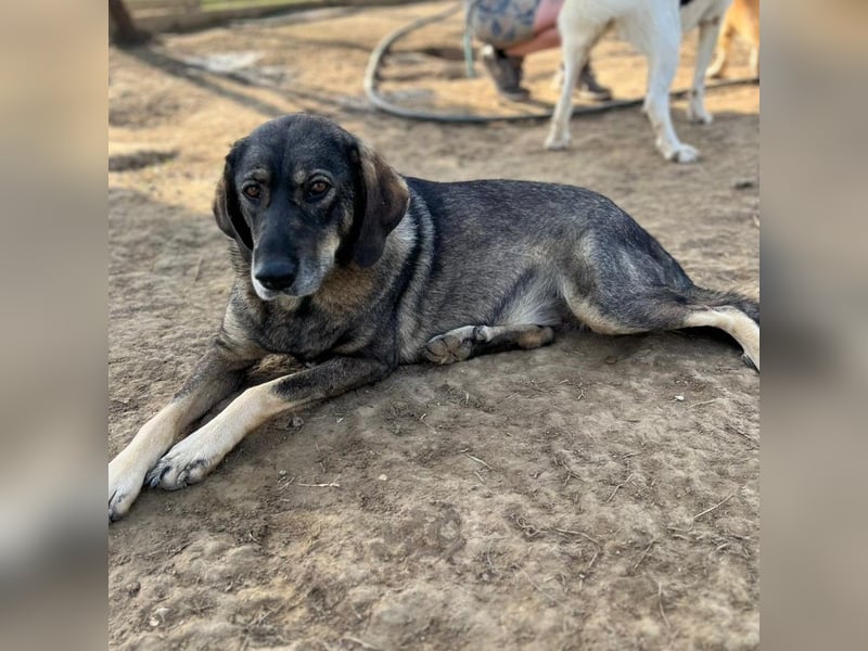 Nala- sucht ein Zuhause/eine Pflegestelle