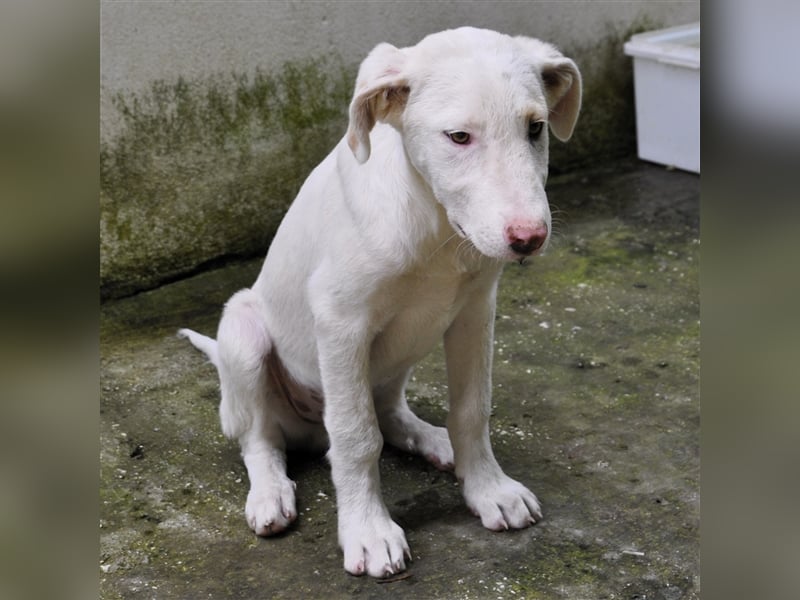 Lakis- Mischling sucht ein Zuhause / eine Pflegestelle