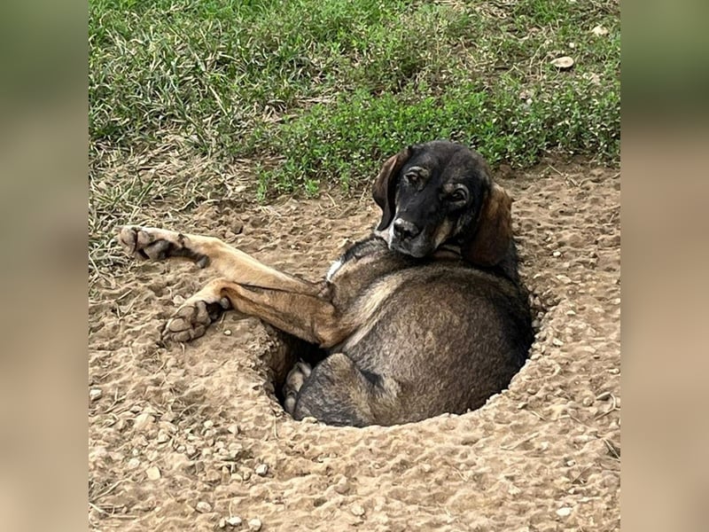 Nala- sucht ein Zuhause/eine Pflegestelle