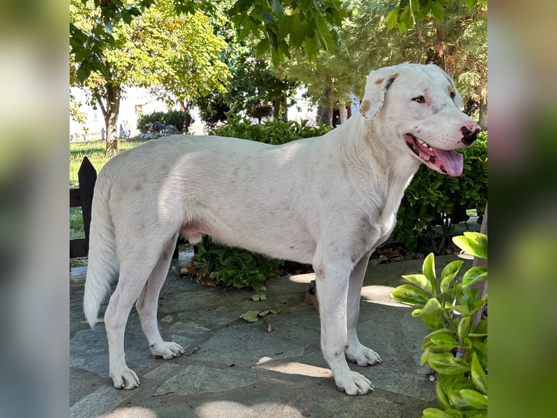 Lakis- Mischling sucht ein Zuhause / eine Pflegestelle