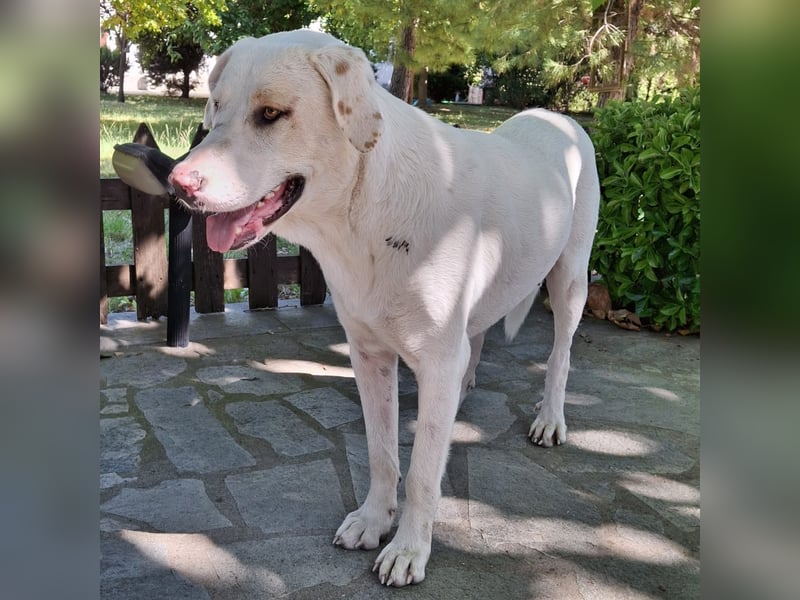 Lakis- Mischling sucht ein Zuhause / eine Pflegestelle