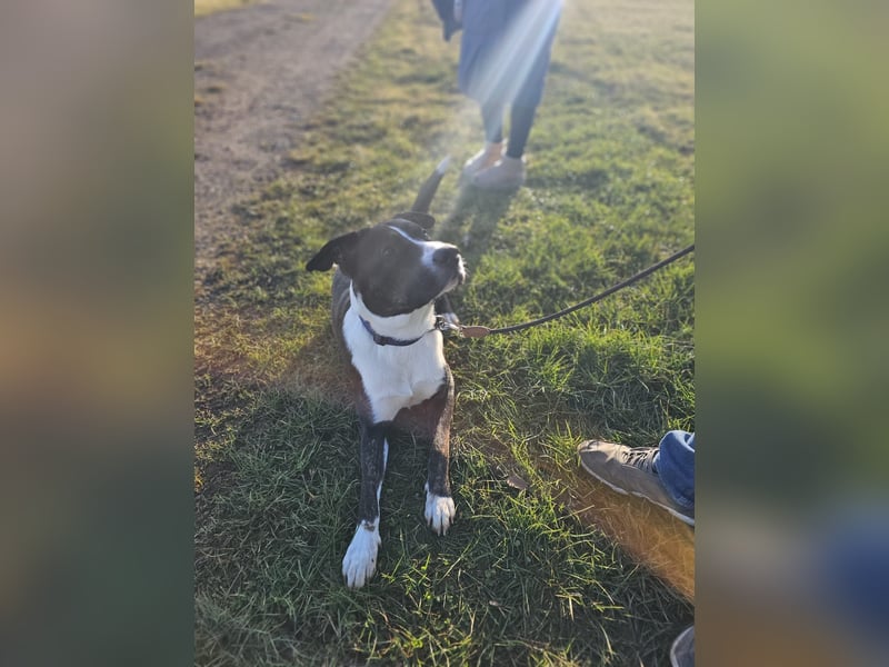 Balou verliert unverschuldet sein Zuhause.Traumhund sucht….