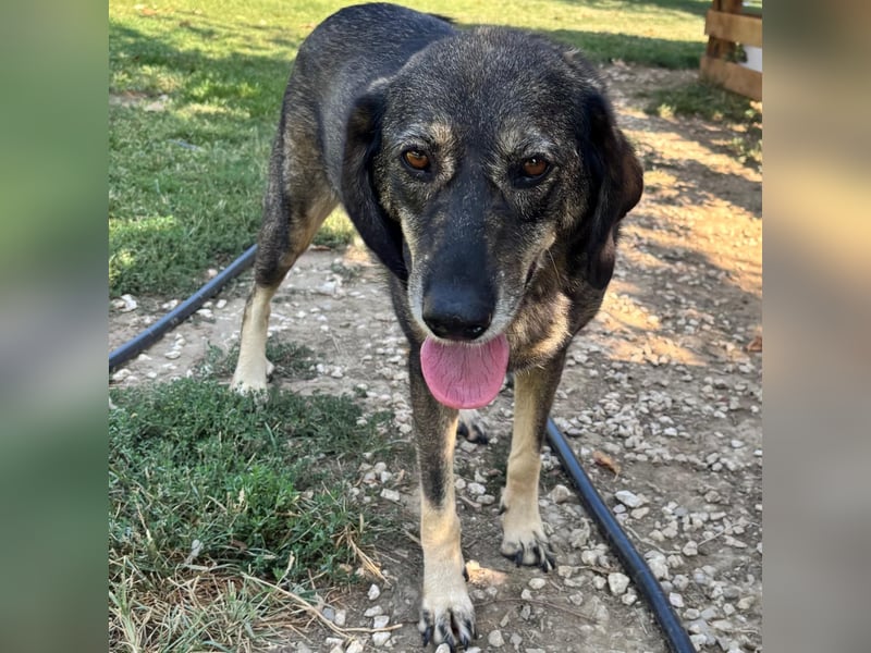 Nala- sucht ein Zuhause/eine Pflegestelle