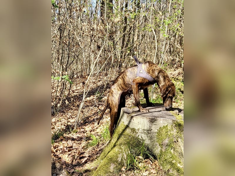 Jadviga, freundliche Seniorin sucht Traumzuhause