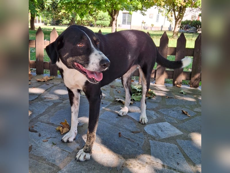 Tasha- Mischling- sucht ein Zuhause