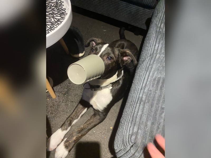 Balou verliert unverschuldet sein Zuhause.Traumhund sucht….