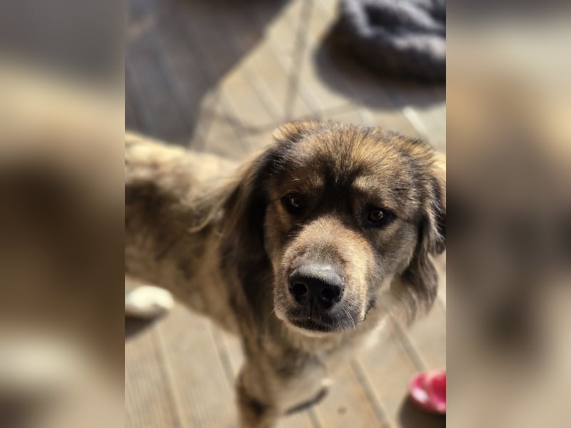 Dexter, 6 jähriges Riesenbaby, groß, tollpatschig, liebt Menschen, absolut verschmust, sozial