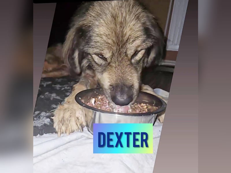 Dexter, 6 jähriges Riesenbaby, groß, tollpatschig, liebt Menschen, absolut verschmust, sozial