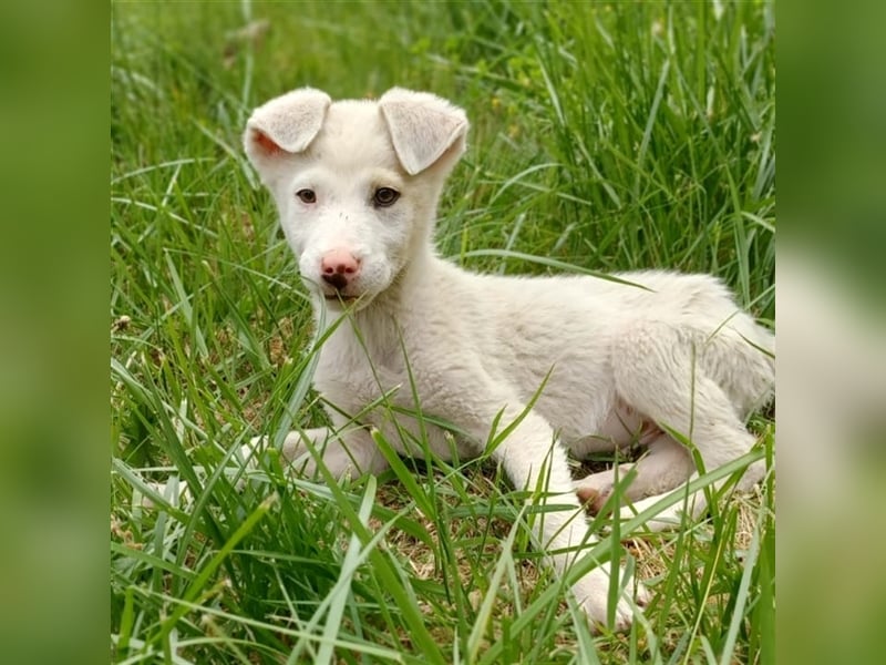 Lakis- Mischling sucht ein Zuhause / eine Pflegestelle