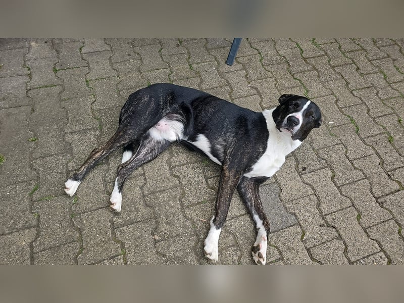 Balou verliert unverschuldet sein Zuhause.Traumhund sucht….