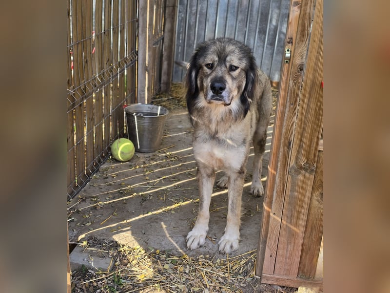 Dexter, 6 jähriges Riesenbaby, groß, tollpatschig, liebt Menschen, absolut verschmust, sozial