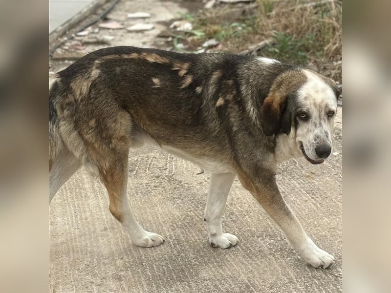 Markos- sucht ein Zuhause/Pflegestelle