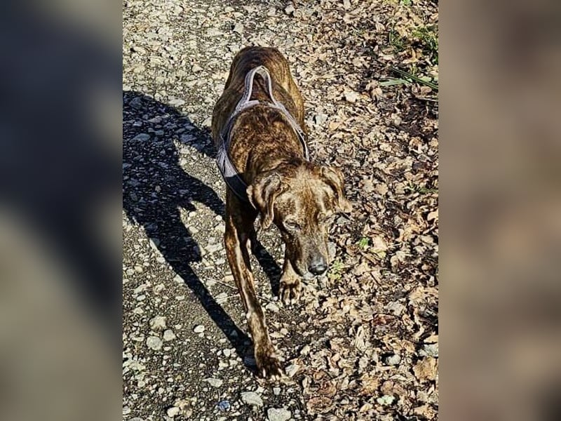 Jadviga, freundliche Seniorin sucht Traumzuhause