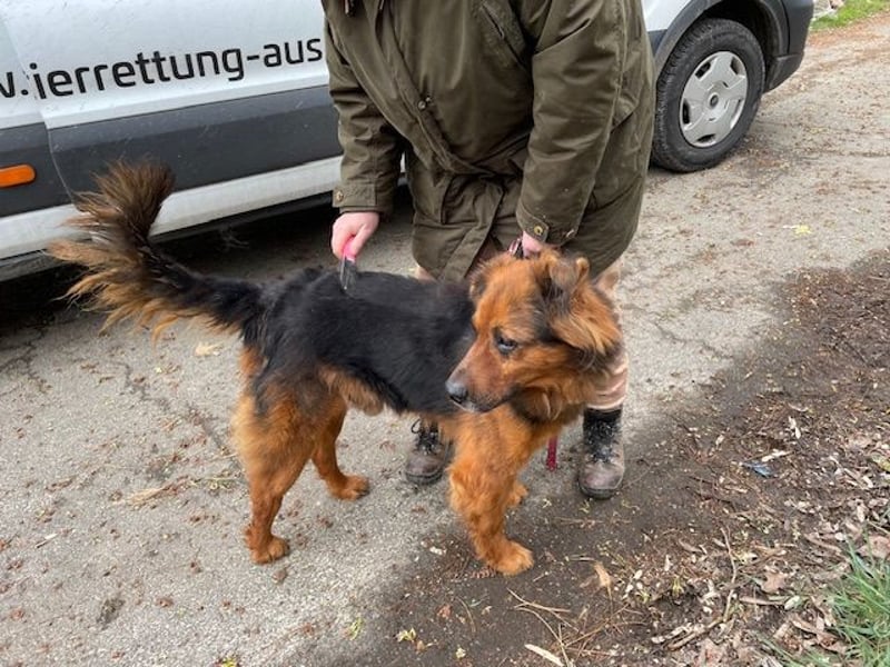Samson, freundlich und aufgeschlossen