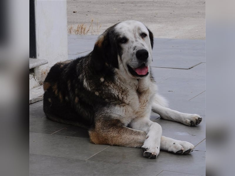 Markos- sucht ein Zuhause/Pflegestelle