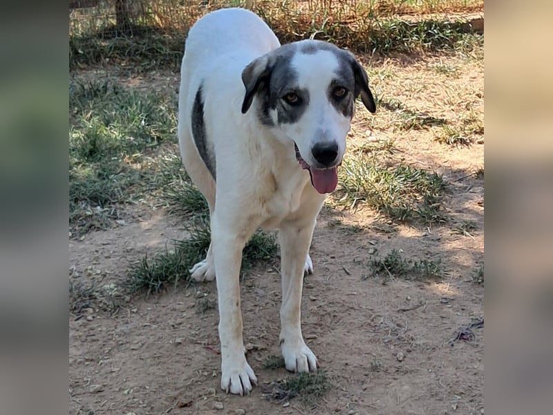 Arianna sucht ein Zuhause / eine Pflegestelle