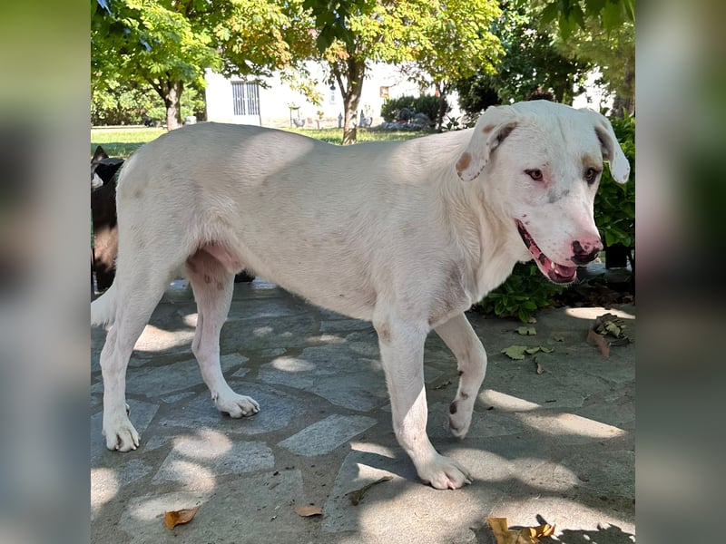 Lakis- Mischling sucht ein Zuhause / eine Pflegestelle