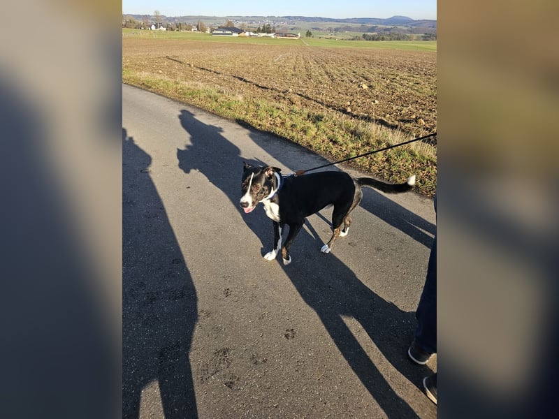 Balou verliert unverschuldet sein Zuhause.Traumhund sucht….