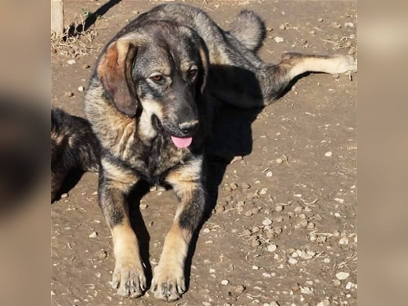 Nala- Herdenschutzhund-Mischling