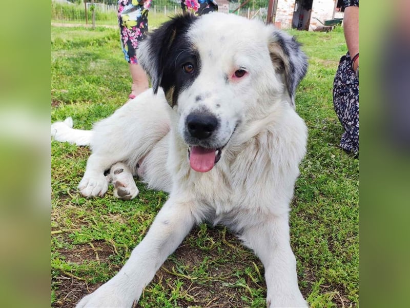 Orestes- griech. Hirtenhund-Mischling- sucht ein Zuhause