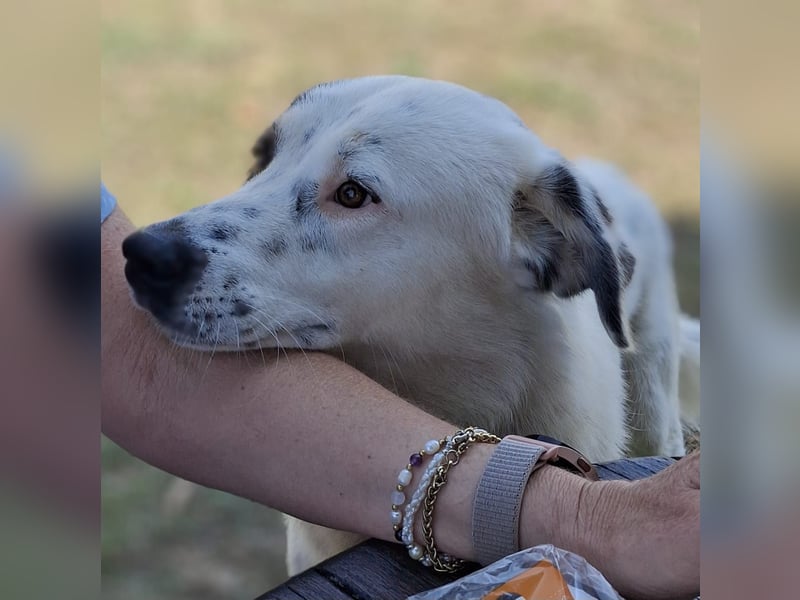 Orestes- griech. Hirtenhund-Mischling- sucht ein Zuhause